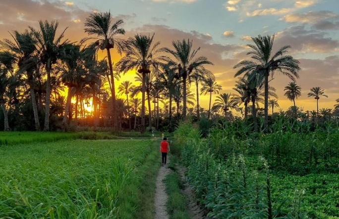 یکتا نخل؛ کیفیتی که لمس می‌کنید